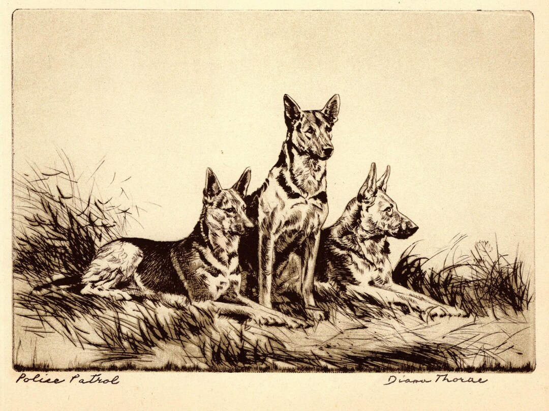 1935 Antique GERMAN SHEPHERD Print Wall Art Decor Diana Thorne German Shepherd Illustration Polic... | Etsy (US)