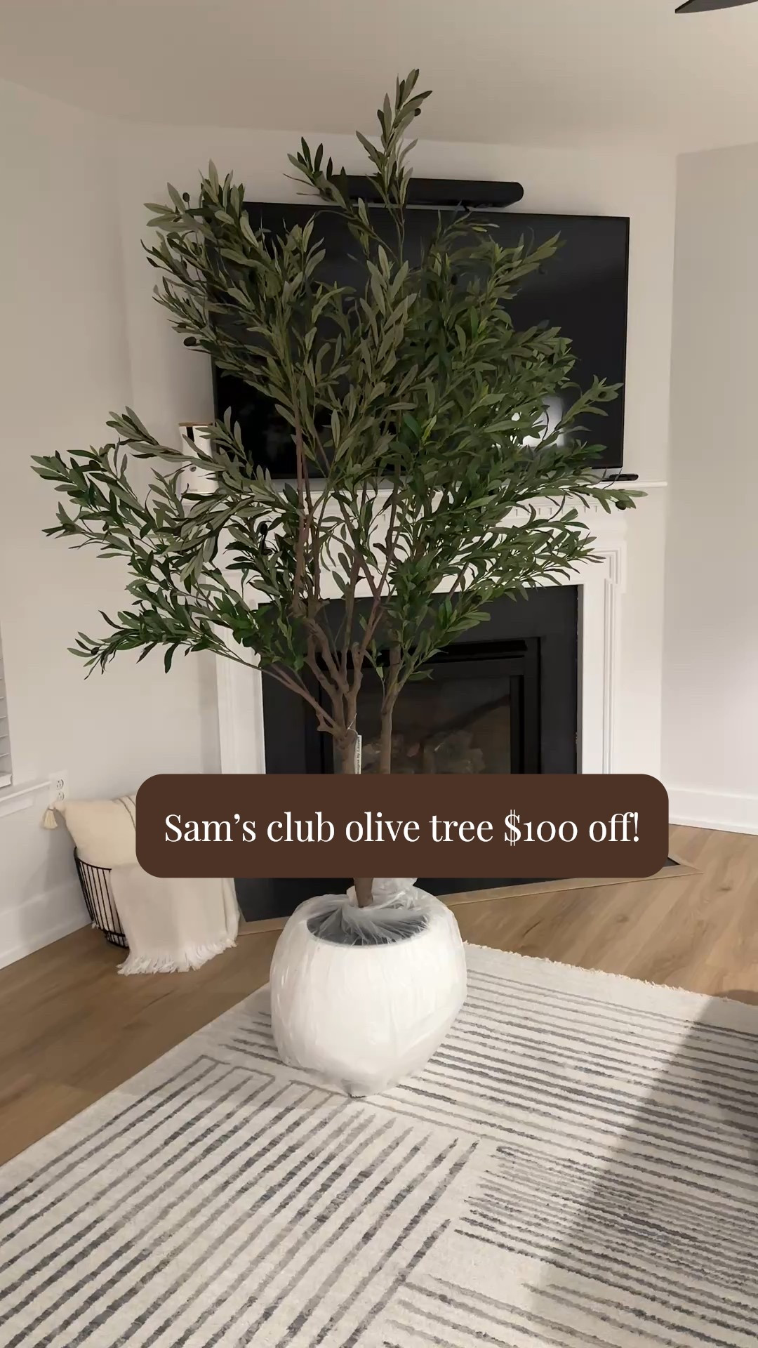 Now $98‼️ Sam’s Club artificial 7 foot olive tree in oversized white pot. I’ve been eyeing this for a few months and was so excited to see it go on sale!! Selling quickly so don’t miss out🏃🏼‍♀️ it looks just like more expensive ones I’ve been seeing on other sites and honestly it looks so real in person! I’m picky when it comes to faux plants/greenery and this is so good 

Faux tree, faux plant, artificial tree, olive tree, house plant, faux greenery, under 100

#LTKSaleAlert #LTKSeasonal #LTKHome