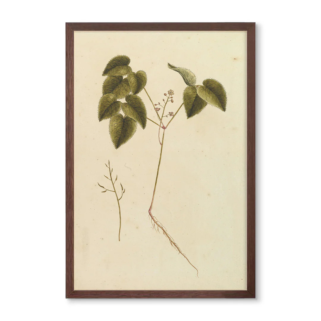 Vintage Botanical No.1 | Wholesale Giclee Prints | Urban Garden Prints
