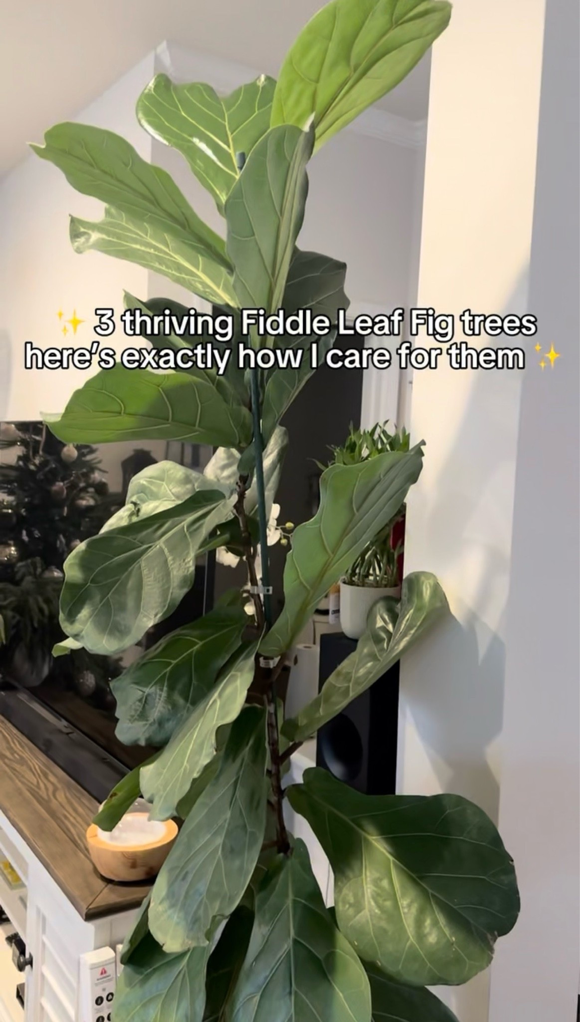 FLF care tips

#LTKstorytime