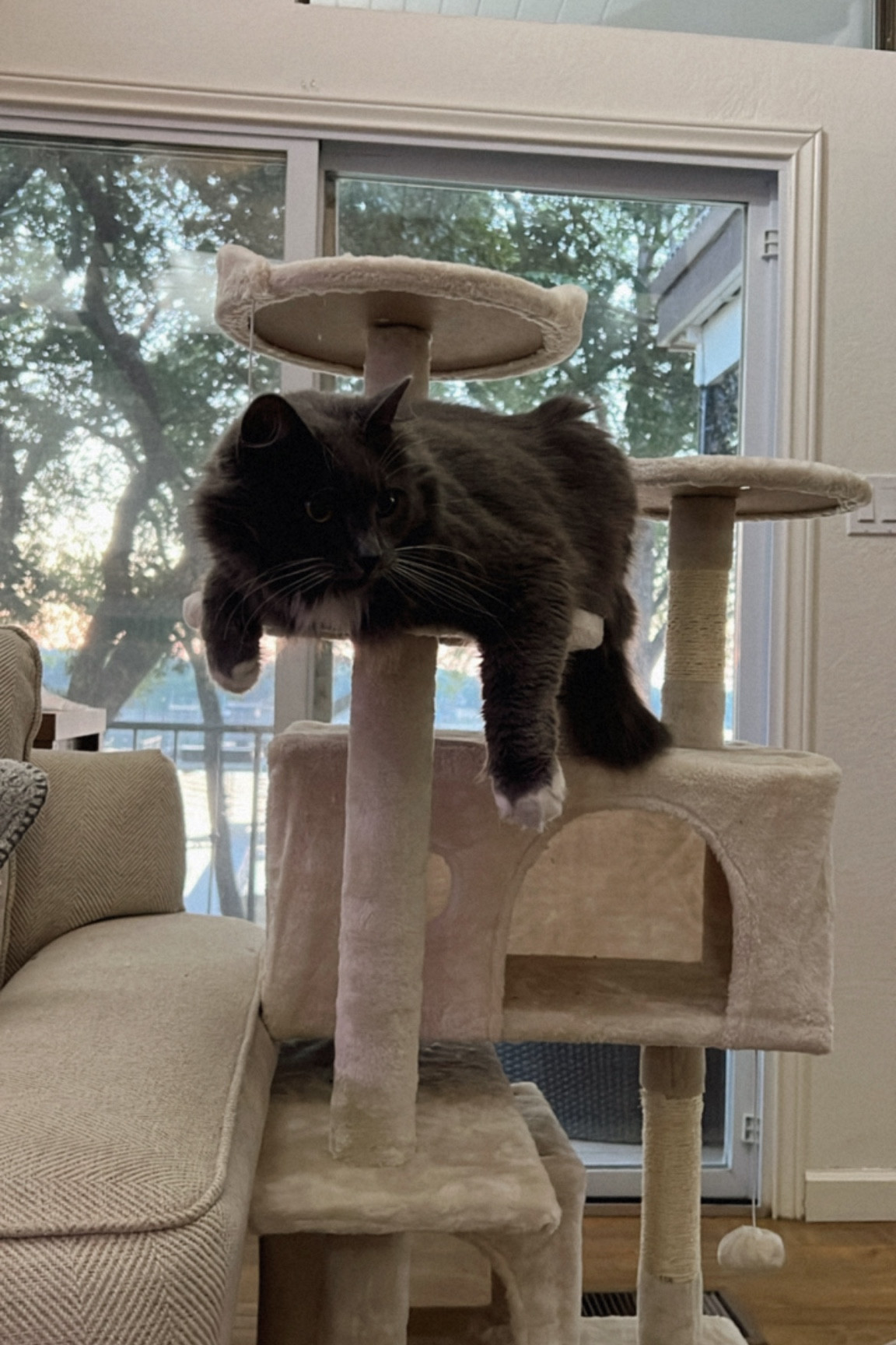 Cat Must Haves 

#LTKfindsunder50 #LTKfamily #LTKhome