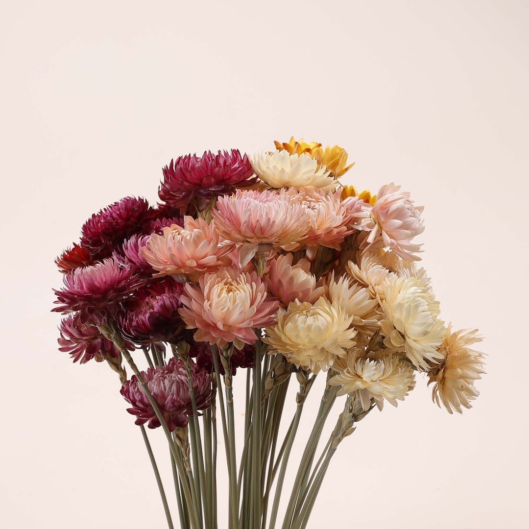 Add a warm pop of color to your décor with these vibrant dried helichrysum stems. Naturally preserved and long-lasting, these cheerful orange blooms are perfect for DIY bouquets, wedding arrangements, or home styling that stays beautiful for years. Sold in convenient bundles, they’re an easy way to bring texture, color, and timeless charm to any space.

#LTKHome #DriedFlowers #Helichrysum #FloralDecor #DIYDecor #WeddingDecor #HomeDecorFinds #BohoDecor #SustainableDecor #RusticDecor #EverlastingFlowers #LTKFinds #NaturalDecor #HomeStyling #NeutralDecor 

#LTKSeasonal #LTKHome #LTKWedding