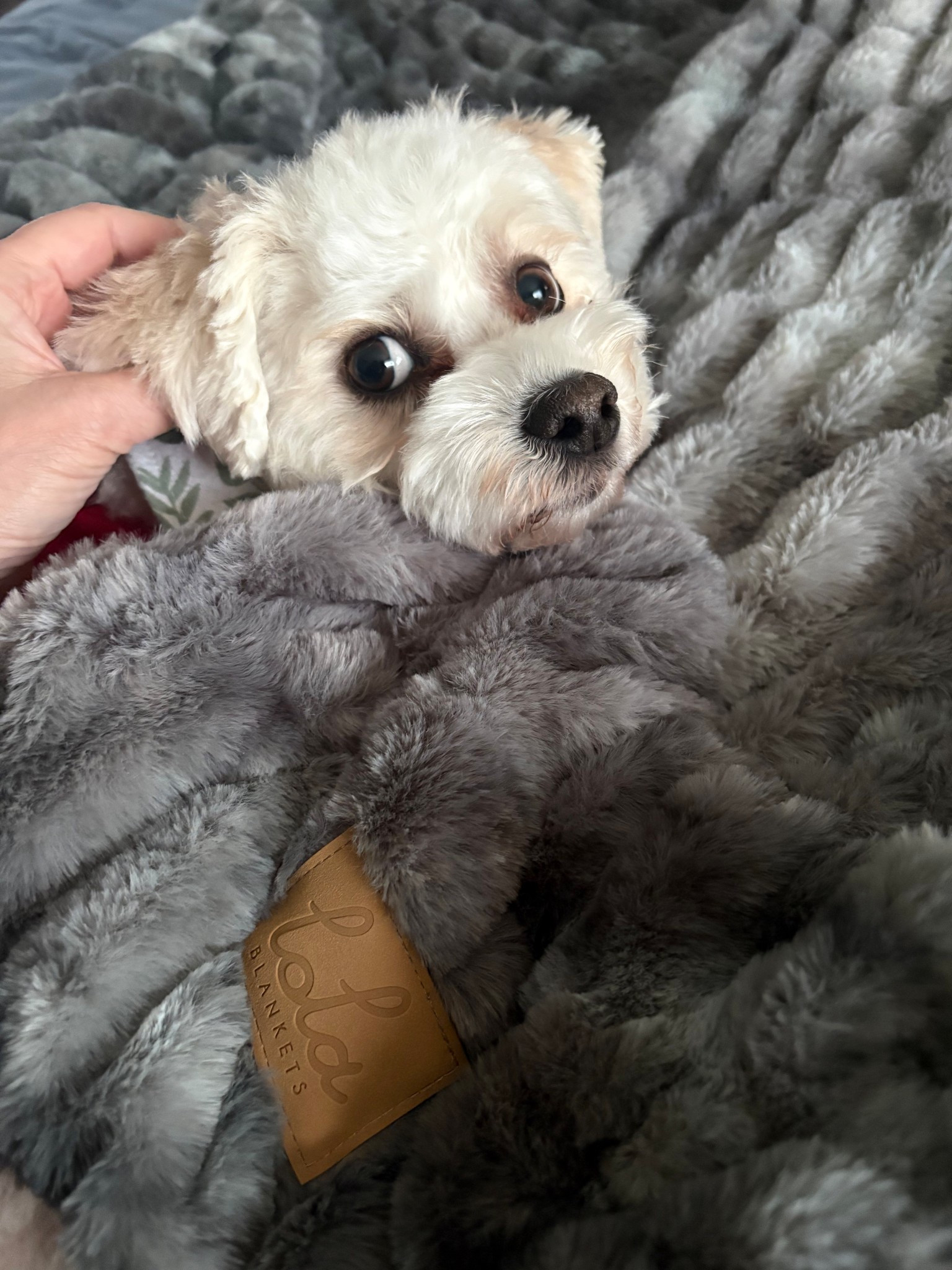 Literally, the softest blanket you will ever own. Also upgrades the look of all of your furniture when it is on your couch, sectional, or lounge chair… And your fur babies will of course try to cuddle on it with you- as an extra bonus. I bring you, the Lola !!￼