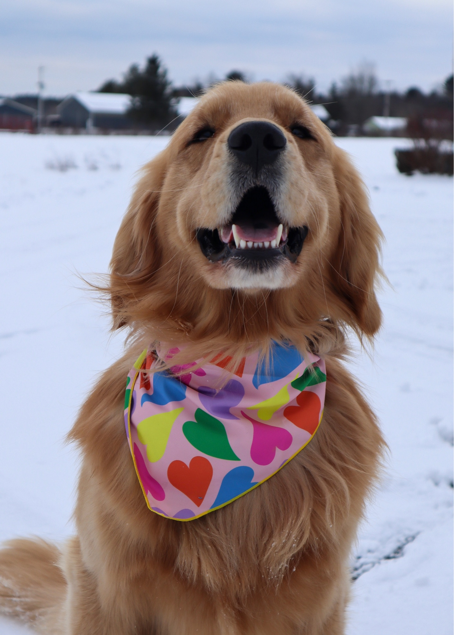 Valentine’s Day bandana! 

#LTKstyletip #LTKSeasonal #LTKunder50