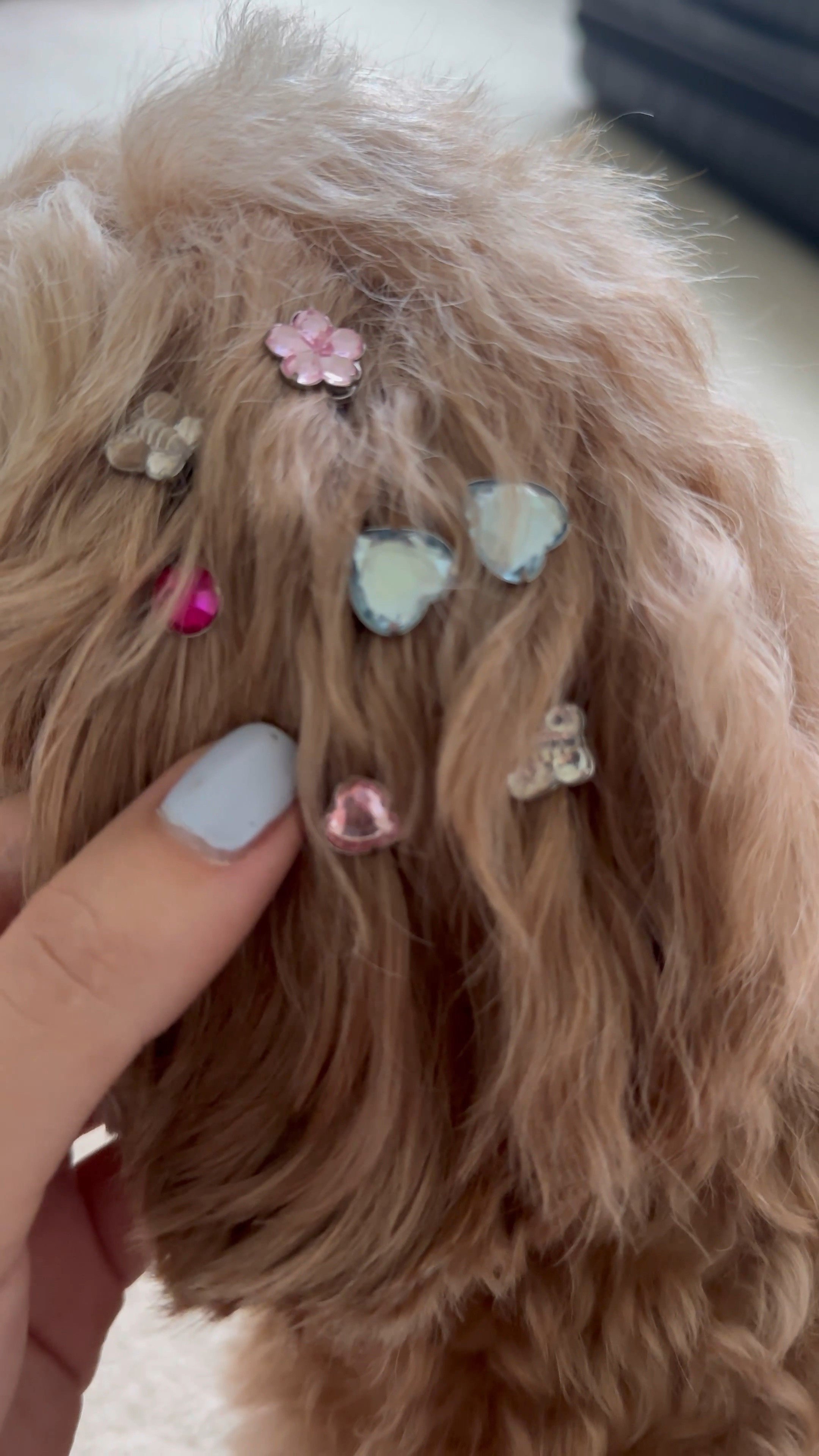 Sweet little dog not included 🫶🏼

#LTKBeauty #LTKStyleTip #LTKVideo