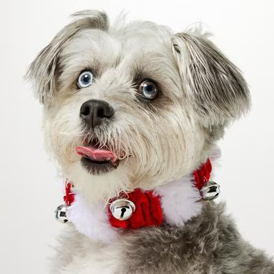 Frisco Jingle Bells Dog & Cat Christmas Collar with Bells, 1 count, Medium/Large | Chewy