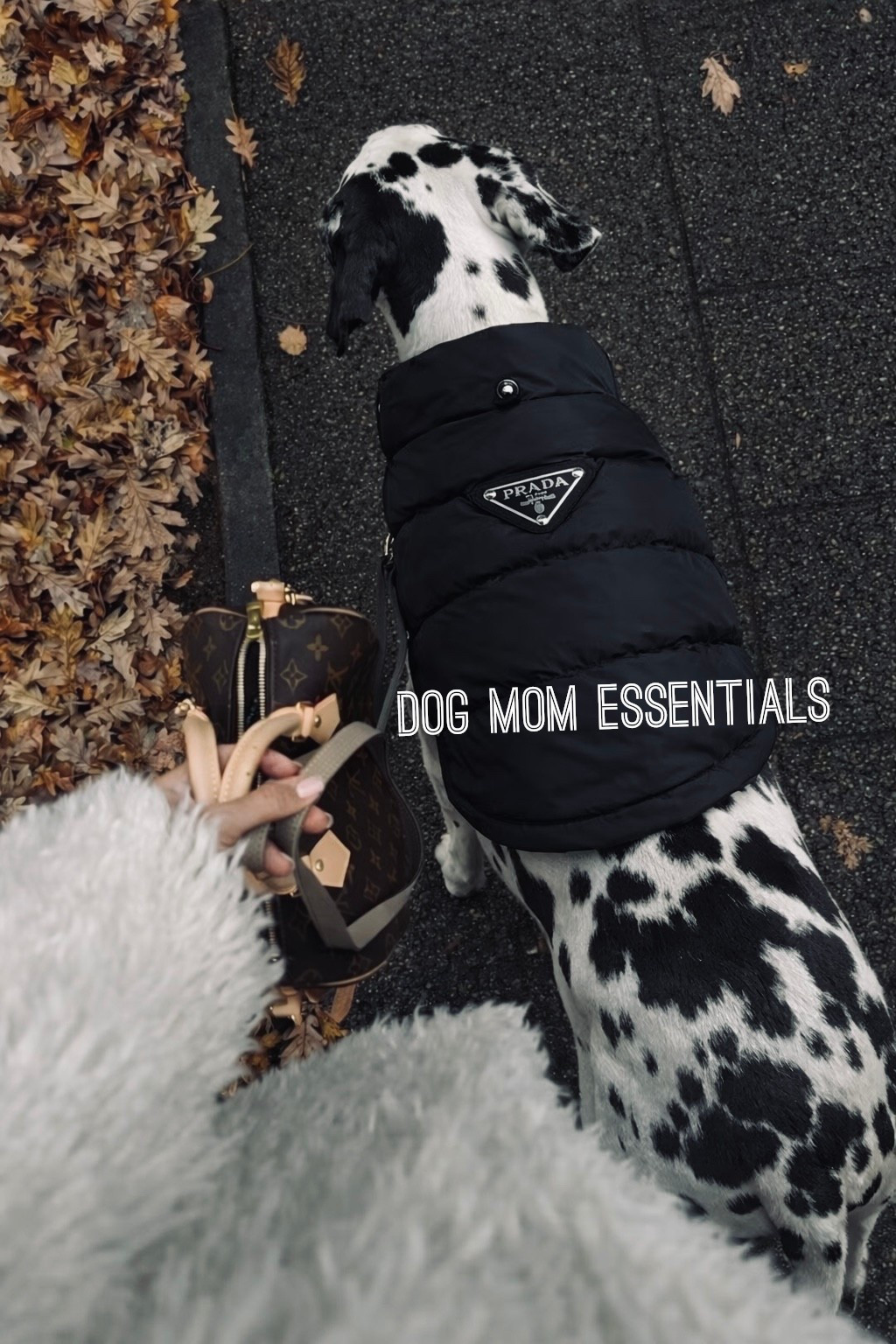 Dog Mom Essentials 🐾

From daily walks to chilly mornings, these are my non-negotiable dog mom must-haves.

If you’re a dog mom, or constantly searching for stylish dog accessories, this lineup makes walks easier and cuter.

✨ Linked my favorite dog mom essentials, dog walking must haves, and cold weather dog gear all in one place.

#LTKDogMom #DogMom #DogEssentials #GreatDane 

#LTKSeasonal #LTKFindsUnder50 #LTKActive