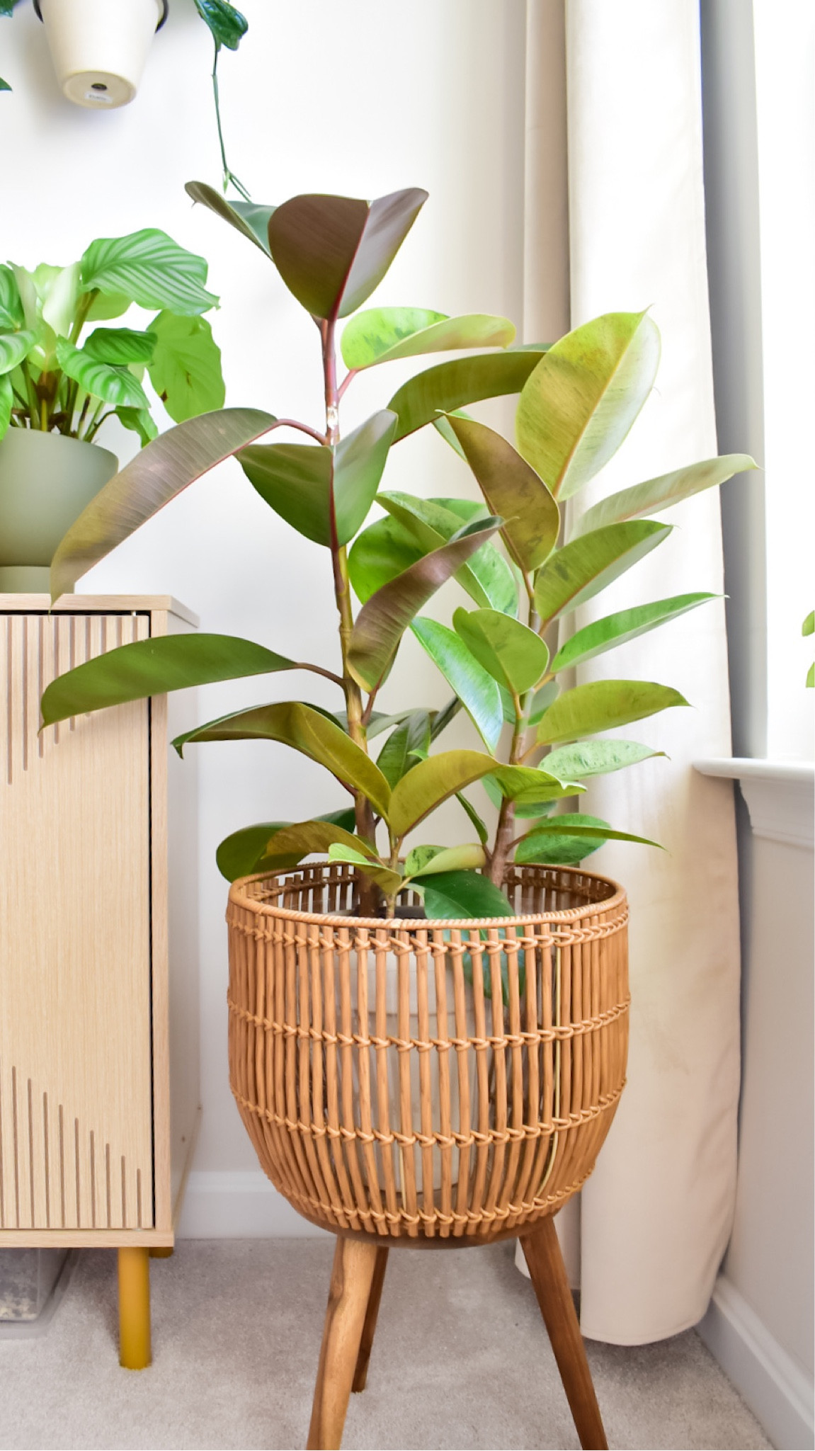 #LTKhome #LTKfindsunder50 #LTKSeasonal