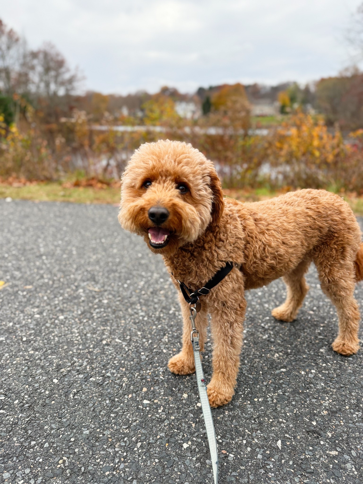 Let’s go for a walk! 🐾 Does your dog pull? This no pull leash has been a game changer! 

#dog #ltkdog #puppy #newdog

#LTKPets