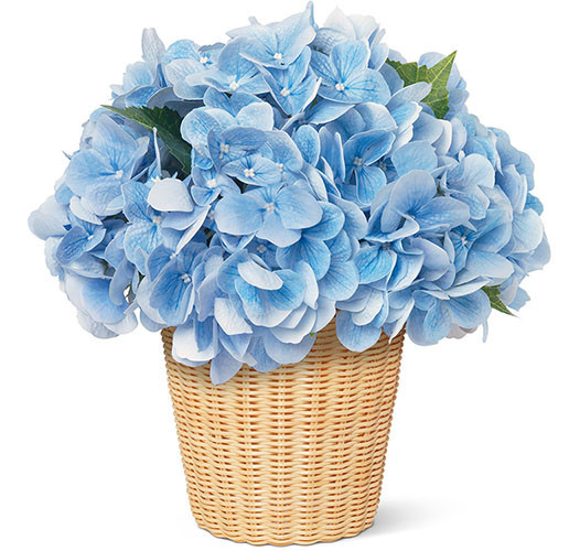 Blue Hydrangea in Freya Vase | Diane James Home | Diane James Home
