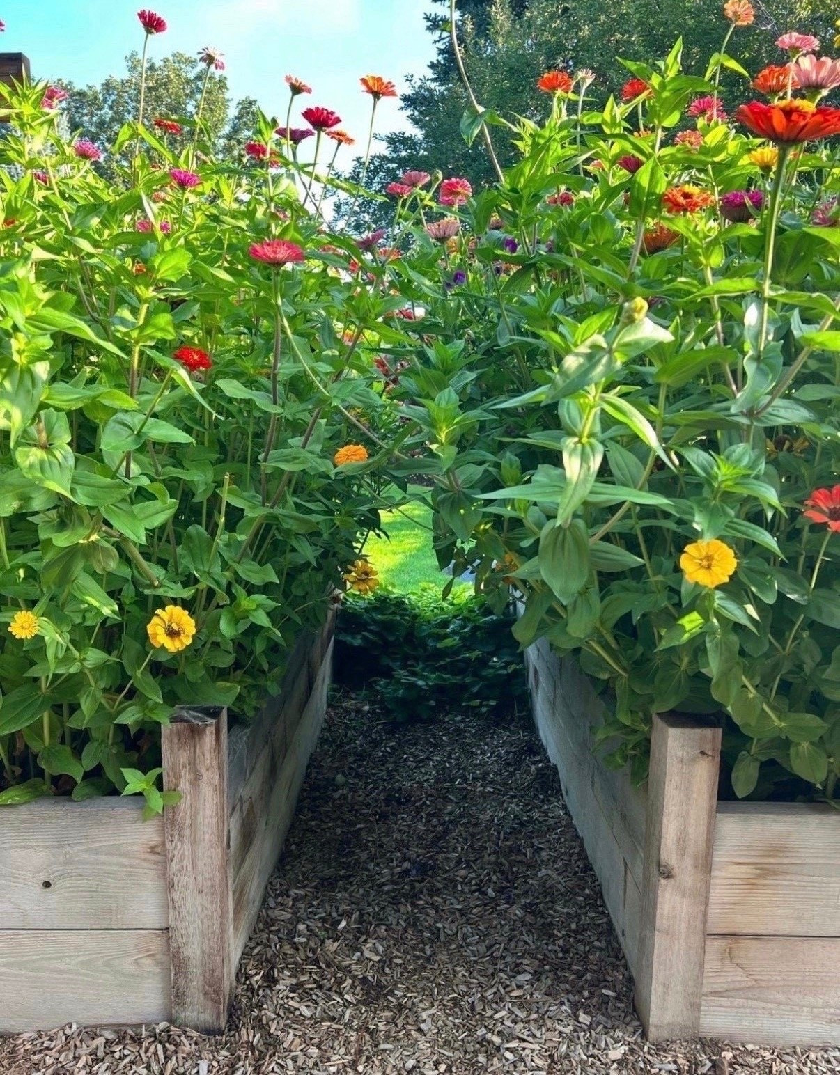 If I wanted a garden that looked like I spent hours on it, but actually didn’t, I’d plant zinnias 🌸 They grow fast, bloom like crazy, and bring so much color to the garden with very little fuss!

#LTKunder50 #LTKFind #LTKhome