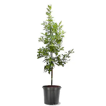 Southern Planters 5 -Gallon Green Shade Red Oak In pot (with soil) | Lowe's