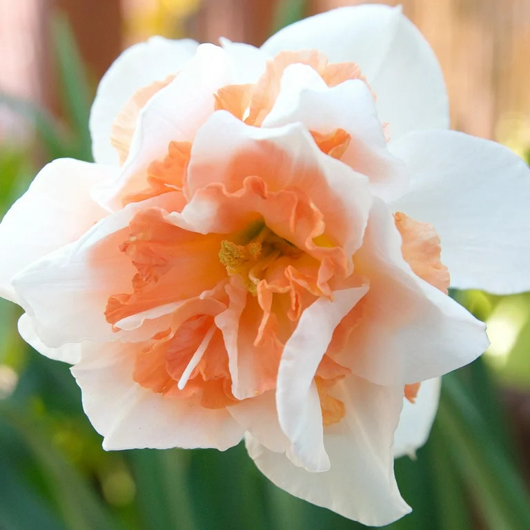 Van Zyverden's Daffodil Replete Dormant Bulbs, Partial Sun, Multicolor, Perennial, Easy to Grow | Walmart (US)