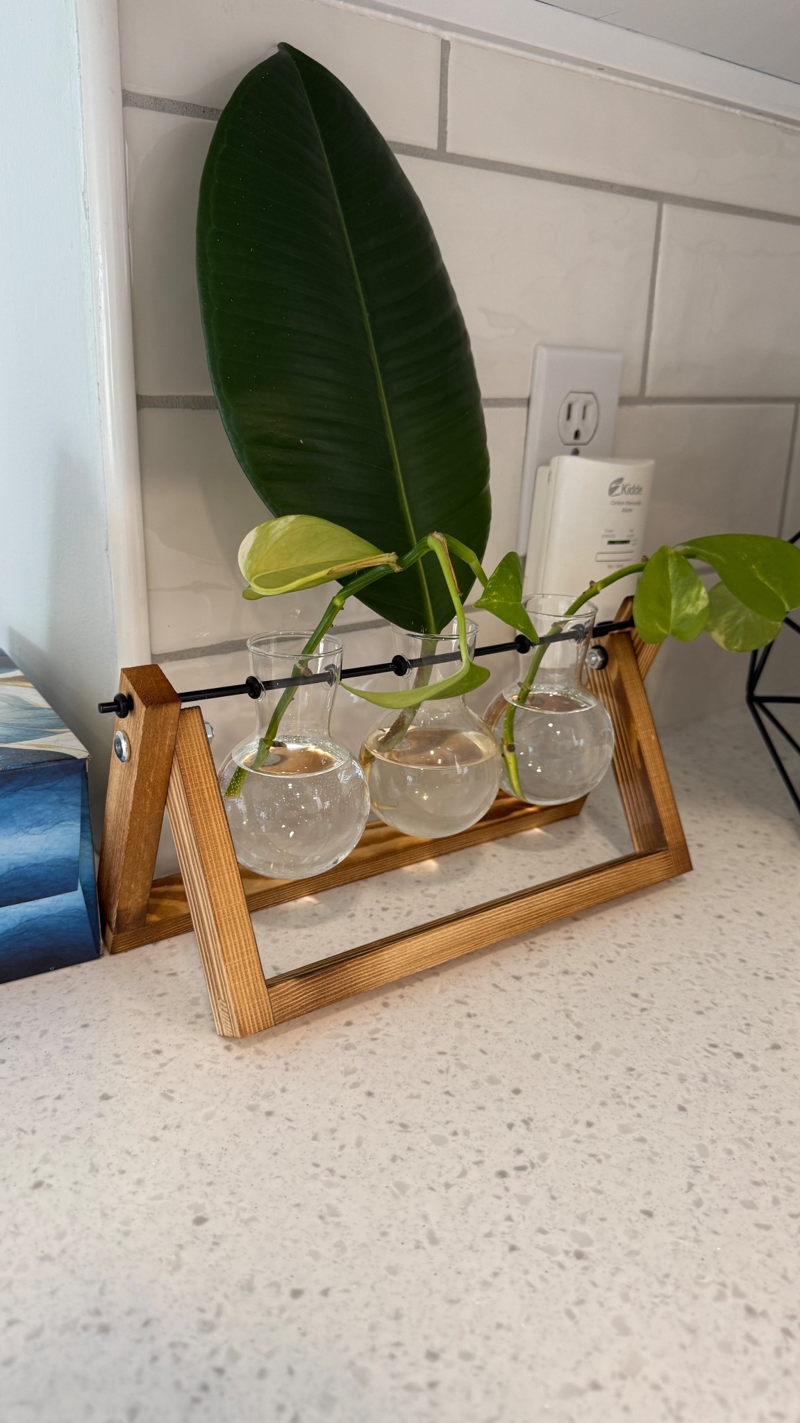 Obsessed with this wooden plant stand for my new plant babies. 😍 air plant bulb vase, plant propagation, plant holderr

#LTKSeasonal #LTKFindsUnder50