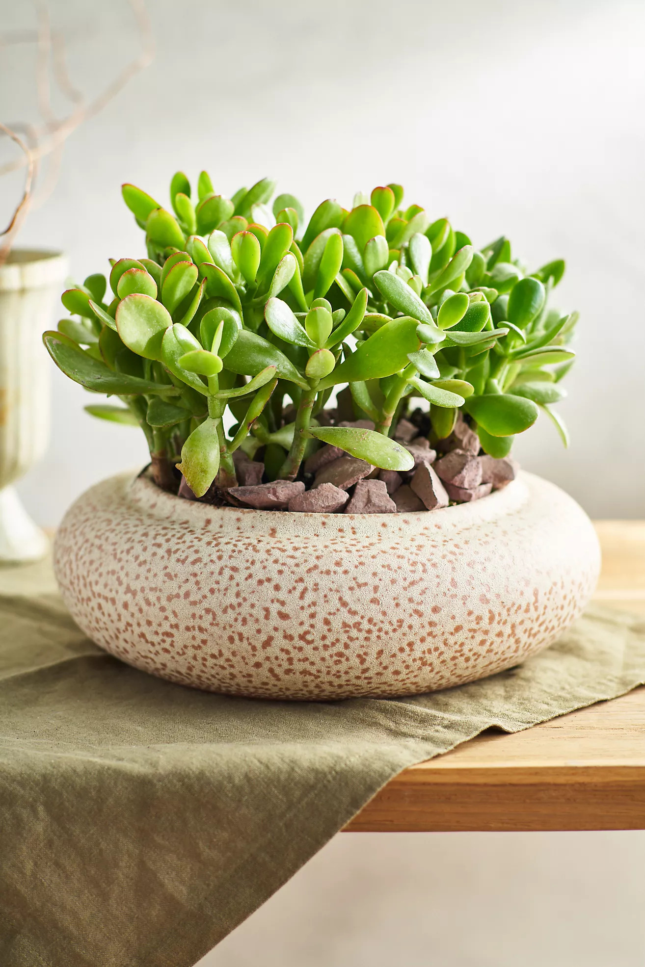 Terracotta Low Jar Planter | Anthropologie (US)