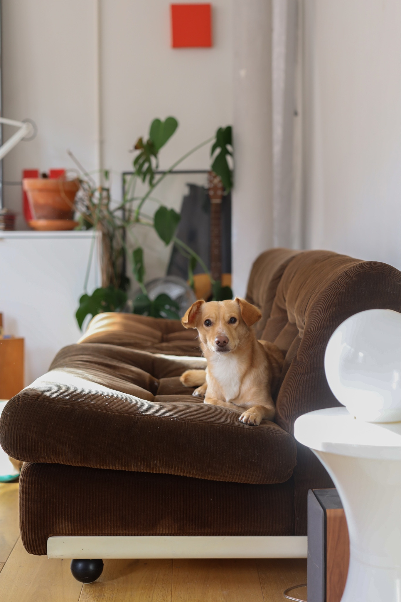 Light boho / Bauhaus interior with white walls, white Tylko storage unit, vintage 1970s brown Amanta midcentury corduroy sofa couch, Tamtam white platform drum stool/ side table and retro orb lamp light. Small brown dog on the sofa. Houseplants and sunlight. Black brushstroke art print/painting. Space age anglepoise lamp.

#LTKeurope #LTKMostLoved #LTKhome