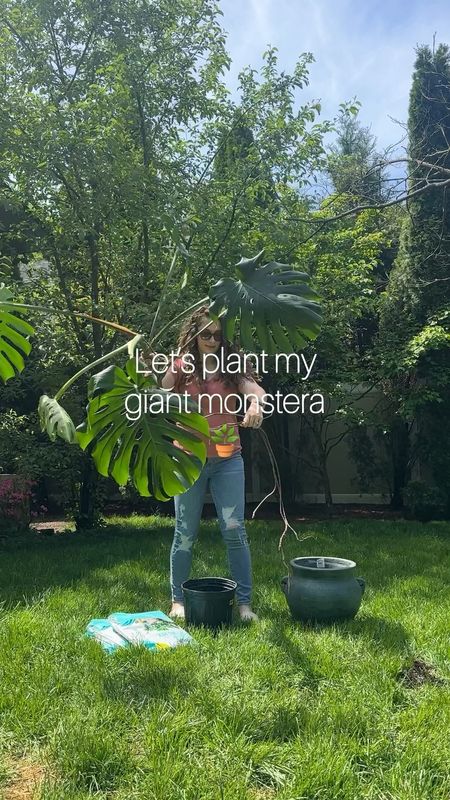 Planting my giant monstera to prep it for our upcoming cross country move using one of my favorite soils, Back to the Roots Organic.

Gardening, houseplants, houseplant soil

#LTKVideo #LTKSeasonal #LTKHome