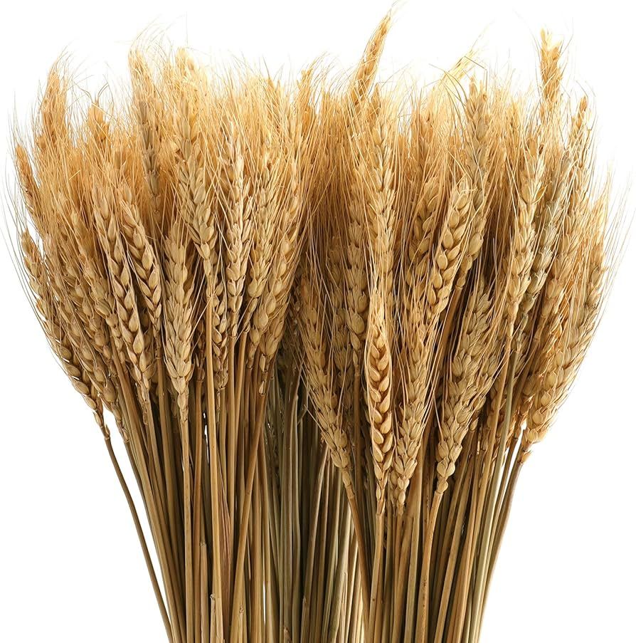 yarlung 300 Stems 16 Inch Dried Wheat Sheaves, Natural Wheat Stalks Bundle Fall Arrangement for D... | Amazon (US)