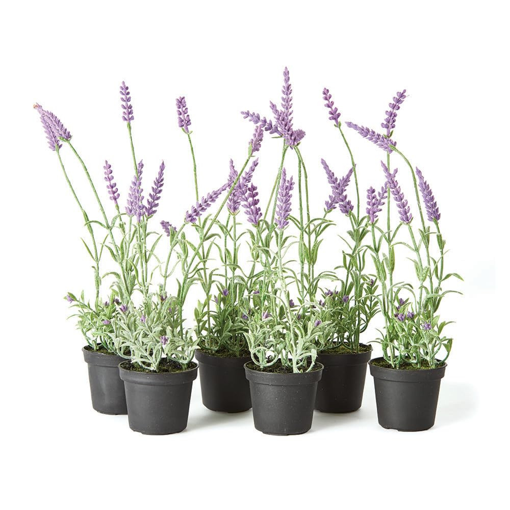 Napa Home & Garden French Lavender Drop-in 13" Set of 6 Frost | Amazon (US)