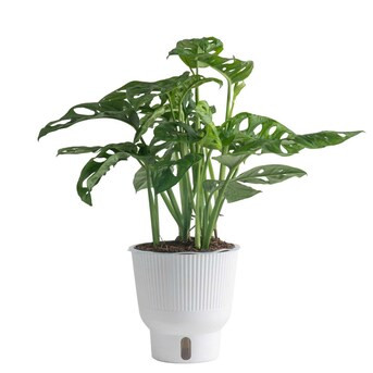 Costa Farms Trending Tropical Monstera Little Swiss Plant House Plant in 6-in Pot | Lowe's
