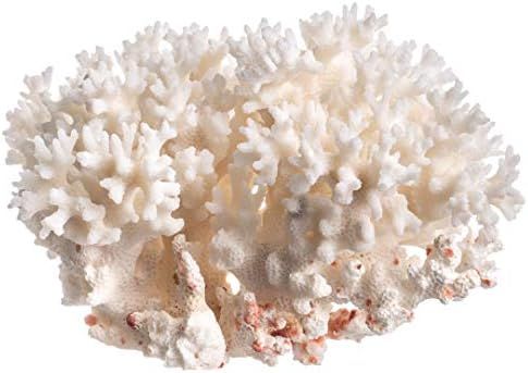 White Sea Coral | Lace Coral Pocillopora Damicornis | Plus Free Nautical eBook by Joseph Rains | Amazon (US)