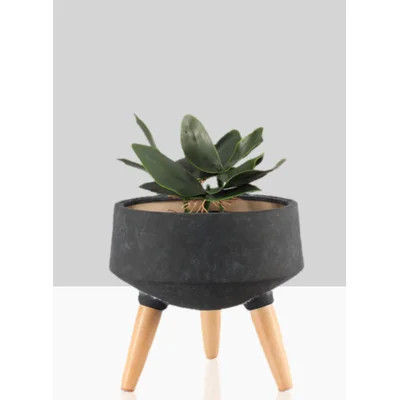 George Oliver Black Ceramic Pot Holder For Plants With Beech Wood Legs, Use For A Potted Plant With Stand, For Living Room, Dining Table, Kitchen, Off | Wayfair North America
