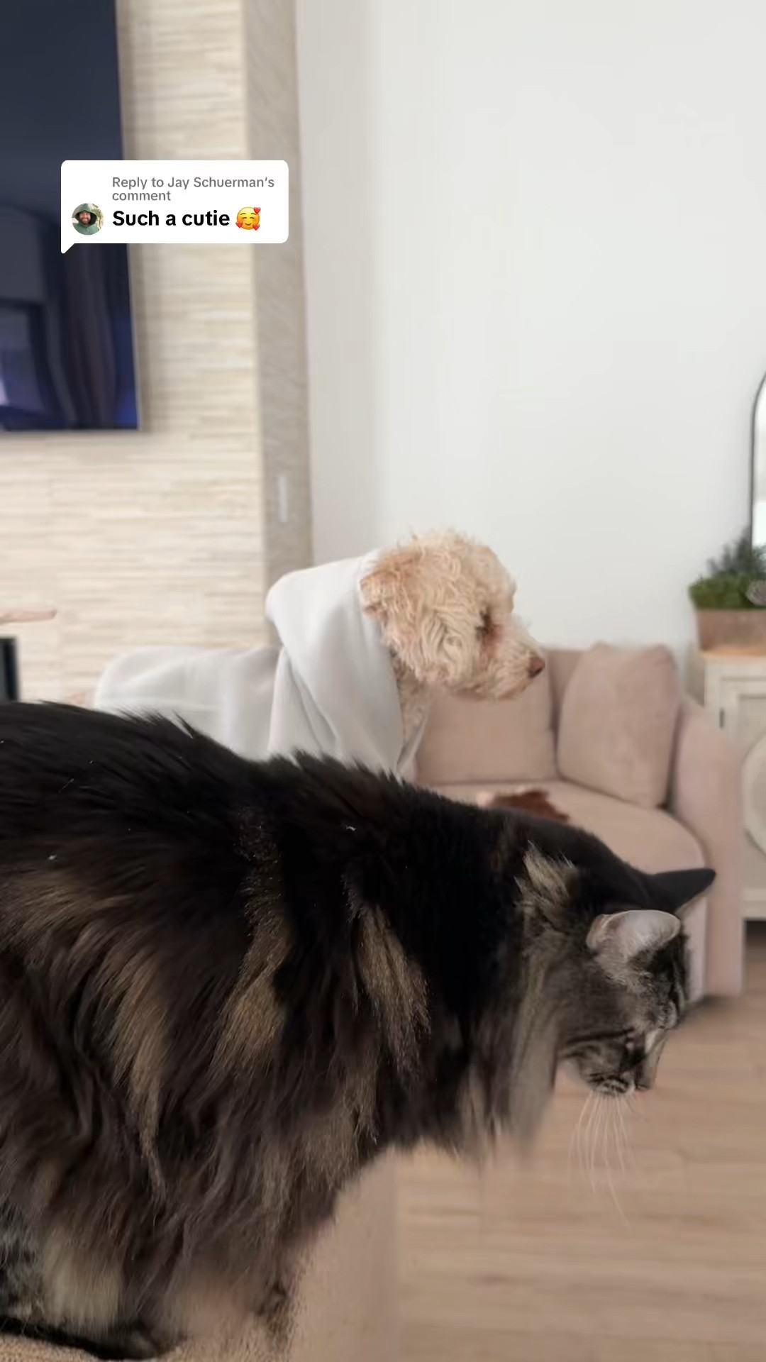 Comfrt paws 🐾 

Standard in fog. Size small. 



#LTKHome #LTKPets #LTKFindsUnder50