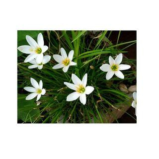 4 in. Potted Bog/Marginal Pond Plant - White Rain Lily BP - White Rain Lily - The Home Depot | The Home Depot