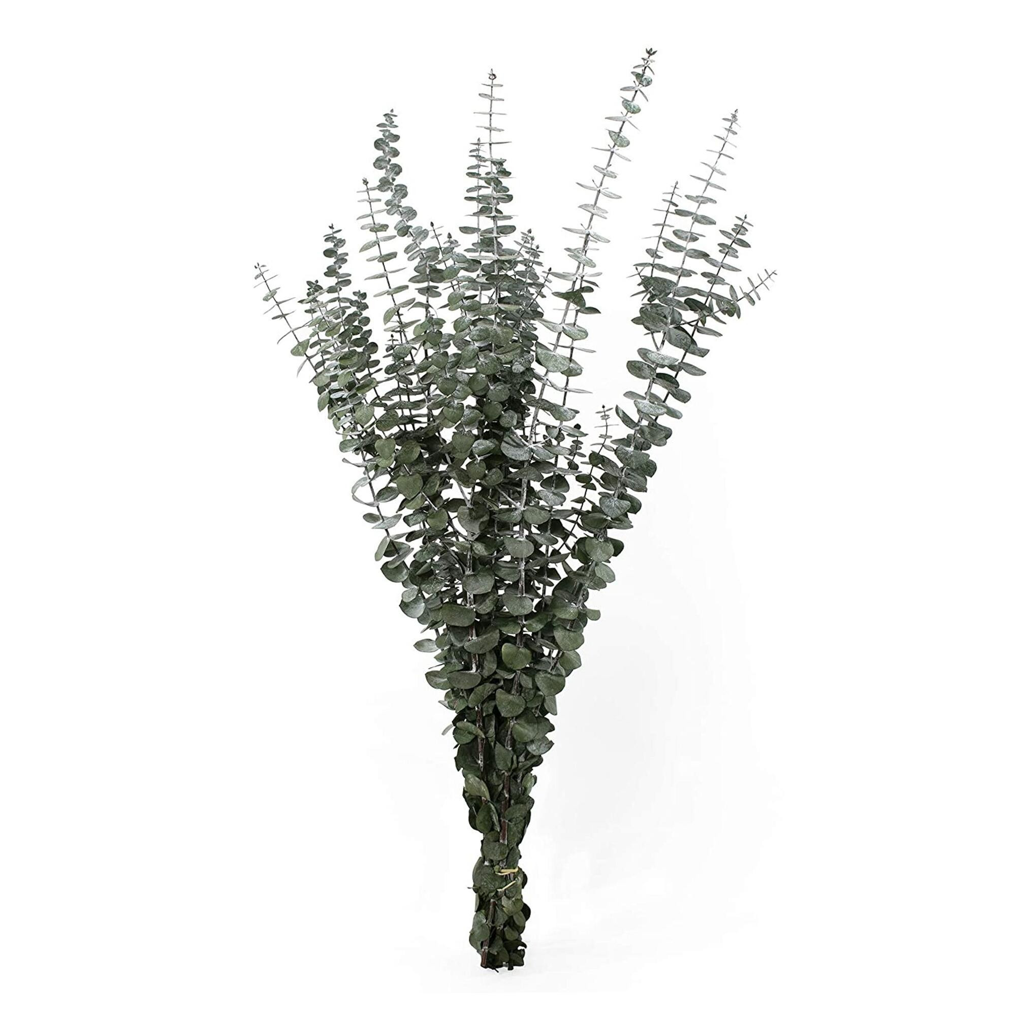 Preserved Baby Eucalyptus Bunch by World Market | World Market