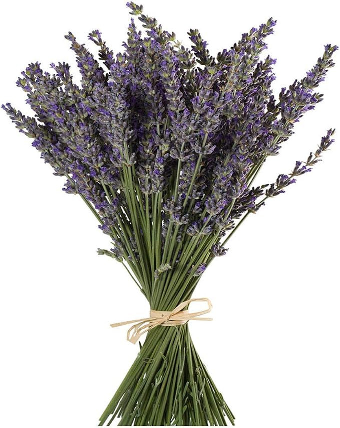 TooGet Natural Lavender Bundles, Freshly Harvested 400+ Stems Dried Lavender Bunch 16" - 18" Long... | Amazon (US)