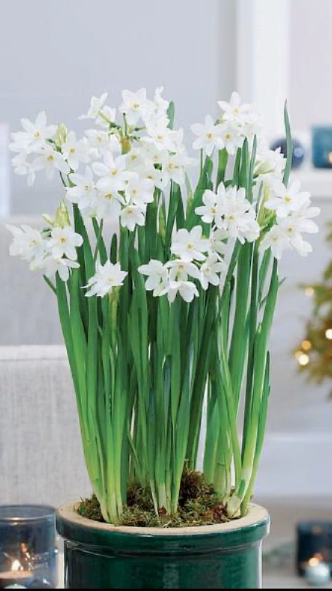 Christmas Centerpiece Idea

#LTKHoliday