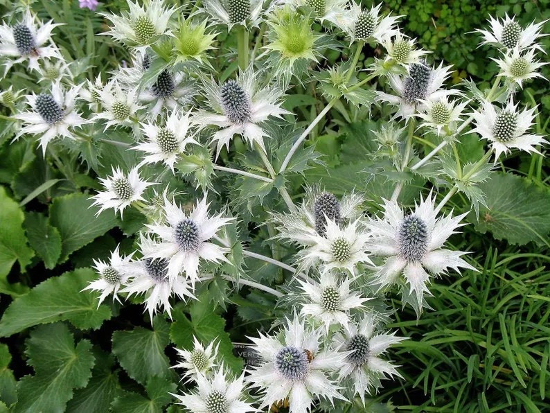 Add striking texture and silvery shimmer to your summer garden with Silver Sea Holly from SEEDVILLEUSA, a dramatic architectural perennial prized for its pale blue-green glow and sculptural blooms that shine in borders, pollinator plantings, and fresh or dried arrangements. With thoughtfully packaged seeds and eco-friendly shipping from Ohio, it’s a beautiful way to grow something truly unforgettable from seed. ✨ #SeaHolly #Eryngium #CutFlowerGarden #PerennialPlants #SeedStarting #GardenTexture #SustainableGardening

#LTKSeasonal #LTKdayinmylife #LTKHome