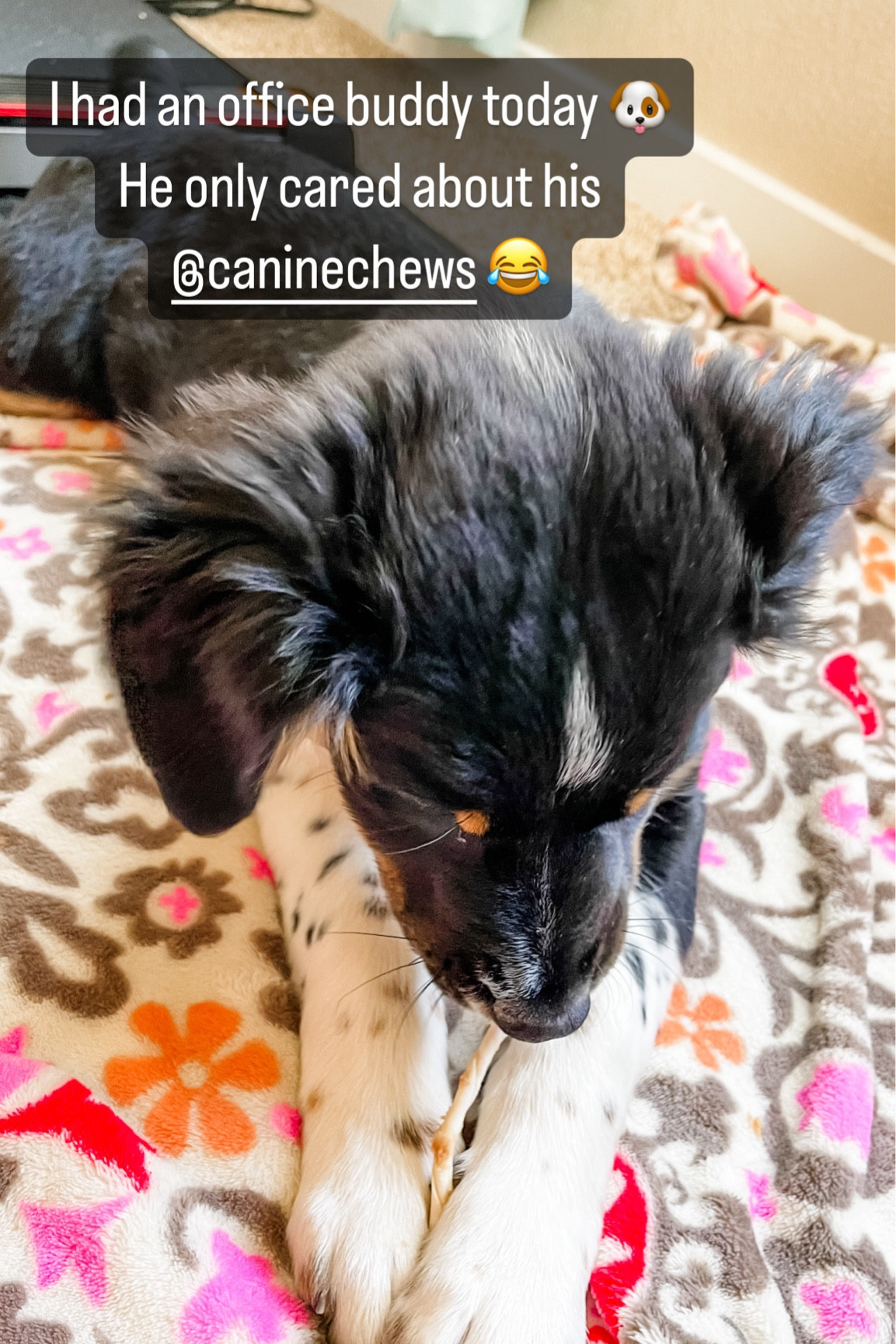 Canine Chews 🐶

** make sure to click FOLLOW ⬆️⬆️⬆️ so you never miss a post ❤️❤️

📱➡️ simplylauradee.com

puppy | puppy gram | dog | pet supplies | dog life | dog toys | dog treats | dog bowl | dog bed | australian shepherd

#LTKhome #LTKfamily #LTKmidsize