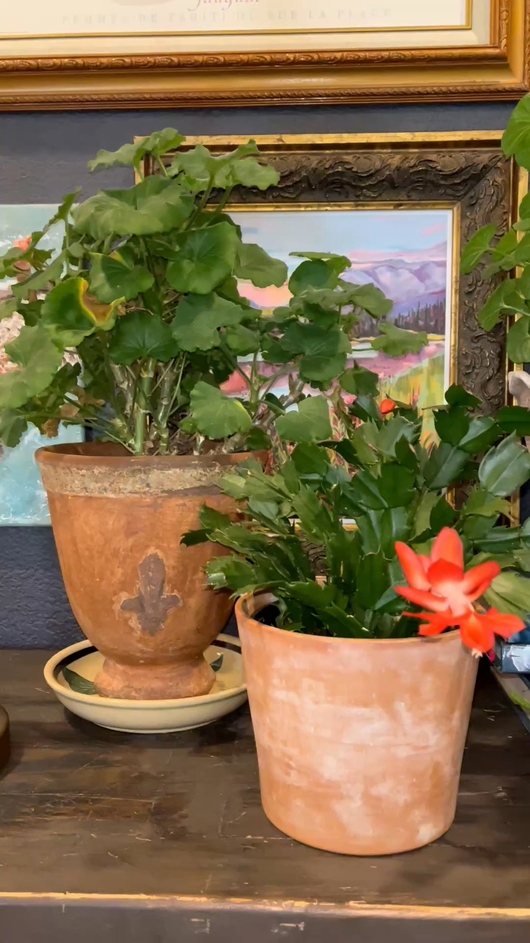 I love terracotta clay pots because they pair beautifully with most  every style and color! The muted wavy pots are such a steal from Walmart, I couldn't resist!  I've linked a few pots for you here! 

#LTKSeasonal #LTKdayinmylife #LTKHome