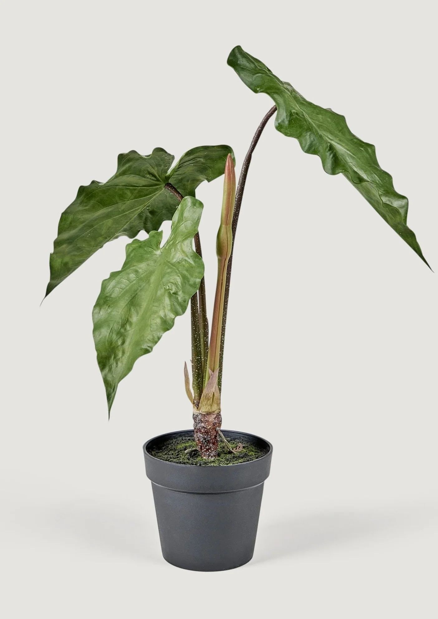 Faux Tropical Alocasia Potted Plant - 27" | Afloral