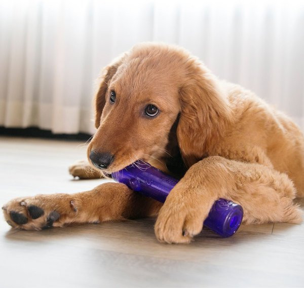 KONG Squeezz Stick Dog Toy, Color Varies | Chewy.com