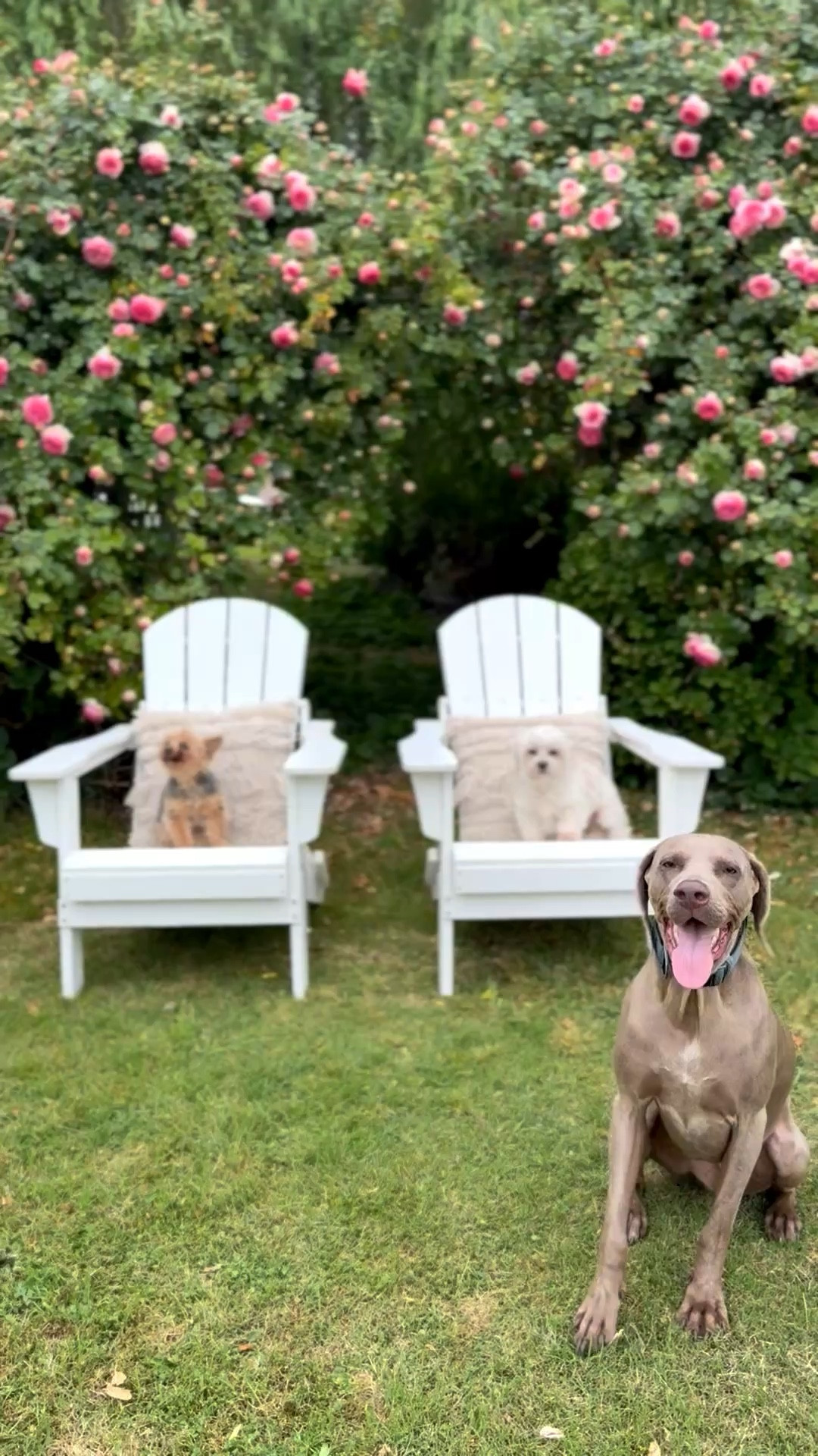 The best white foldable Adirondack chairs on sale! 💗💐

#LTKHome #LTKSaleAlert #LTKSeasonal