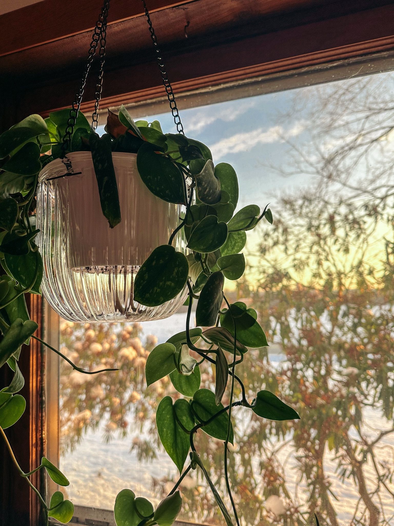 My favorite indoor houseplant hanging basket! #houseplant 

#LTKHome