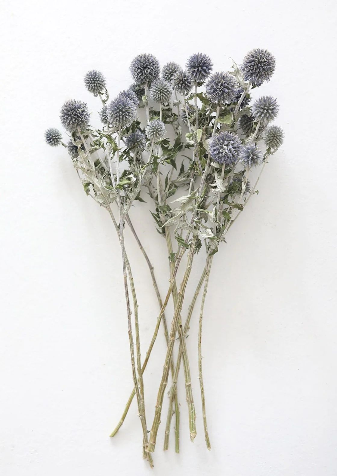 Blue Globe Thistle | Dried Flowers & Wildflowers at Afloral.com | Afloral