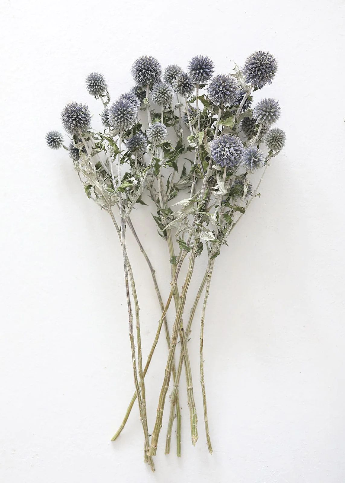 Blue Globe Thistle | Dried Flowers & Wildflowers at Afloral.com | Afloral