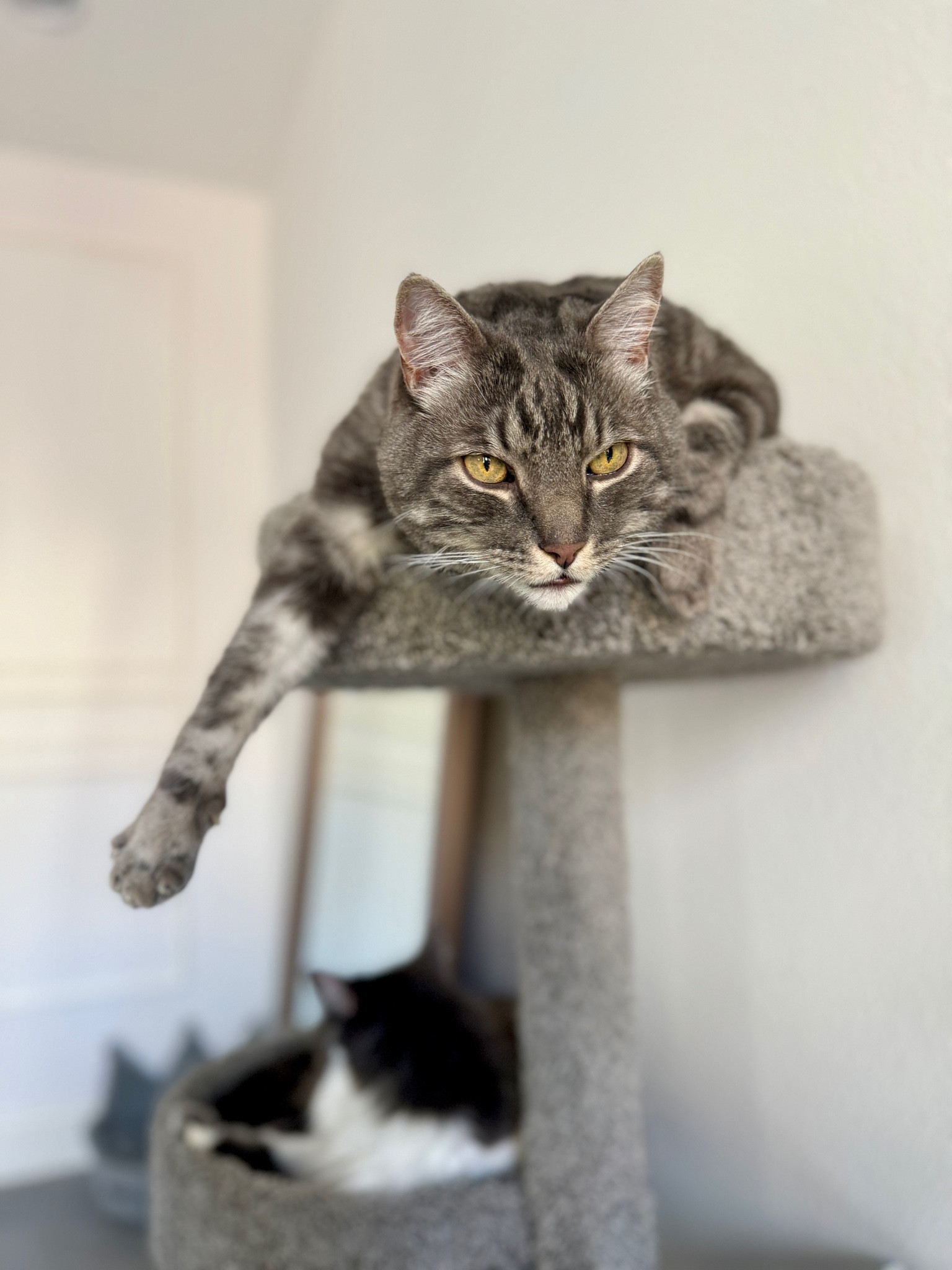My cats love their new cat tree. It even has a scratching post on the bottom. He does fit, he just always sits like this, even on our bar stools 😂 

#LTKHome #LTKFindsUnder100