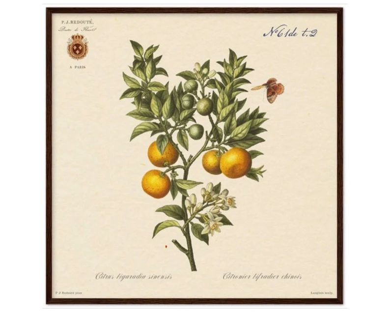Orange Botanical Print by Redouté, 1834. Vintage Kitchen Art French Floral Home Decor. Orange Fr... | Etsy (US)