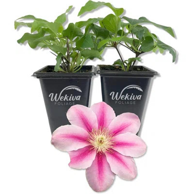Clematis Bees Jubilee - Live Starter Plants in 2 Inch Growers Pots - Bold and Beautiful Flowering Vine Perfect for Patio Or Garden | Wayfair North America