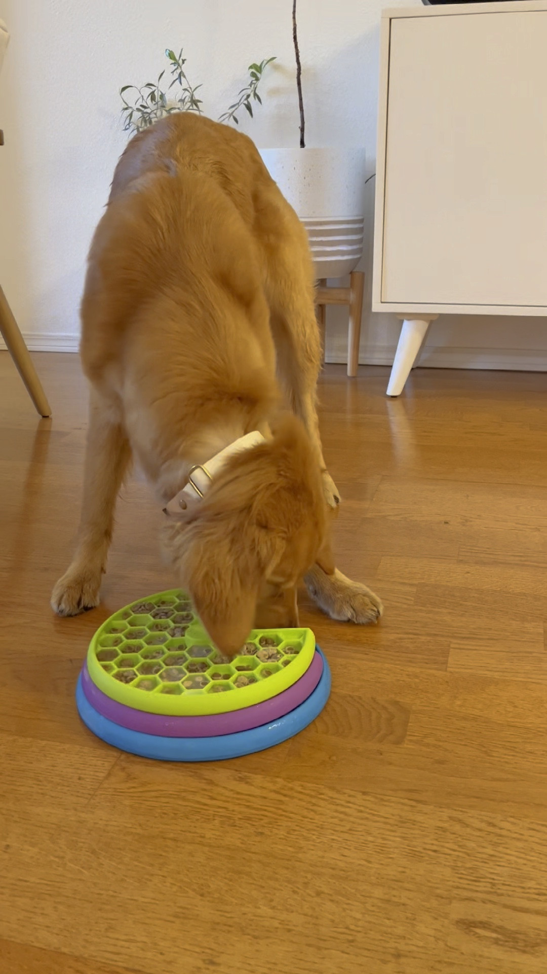 Outward Hound Lickin’ Layers

Sharing with you another one of my favorite dog products. I got Aria this layered lick mat and slow feeder a few months ago, and let me tell you. I’m obsessed. 

The mazes on each layer improves digestion by forcing her to eat slower. Aria loves puzzles and enrichment games and this one lasts her the longest by far. I freeze her food in it and she takes 30-40 minutes to complete her meals now. As a puppy, she still has tons of energy so I found that this puzzle is such a great mental stimulation for her and she’s pretty exhausted by the time she finishes! 

This is has become one of Aria’s favorite ways to eat her meals now. Product will be linked in my Amazon storefront! 


A must have purchase for your dog! 11/10 would purchase again! 

#LTKGiftGuide #LTKfindsunder50 #LTKkids