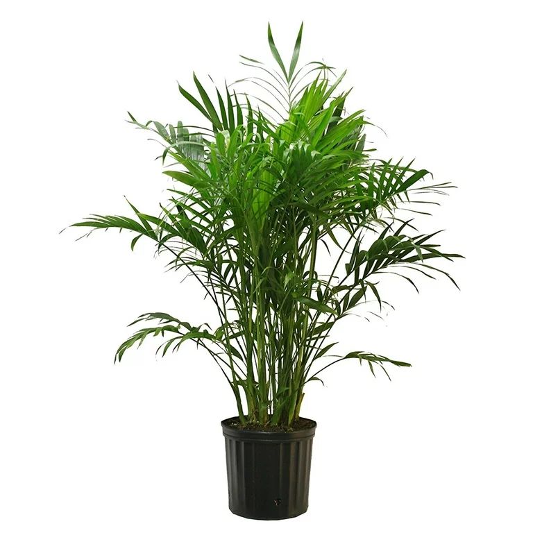Costa Farms  Live Indoor 32in. Tall Green Cat Palm; Bright, Indirect Sunlight Plant in 10in. Grow... | Walmart (US)