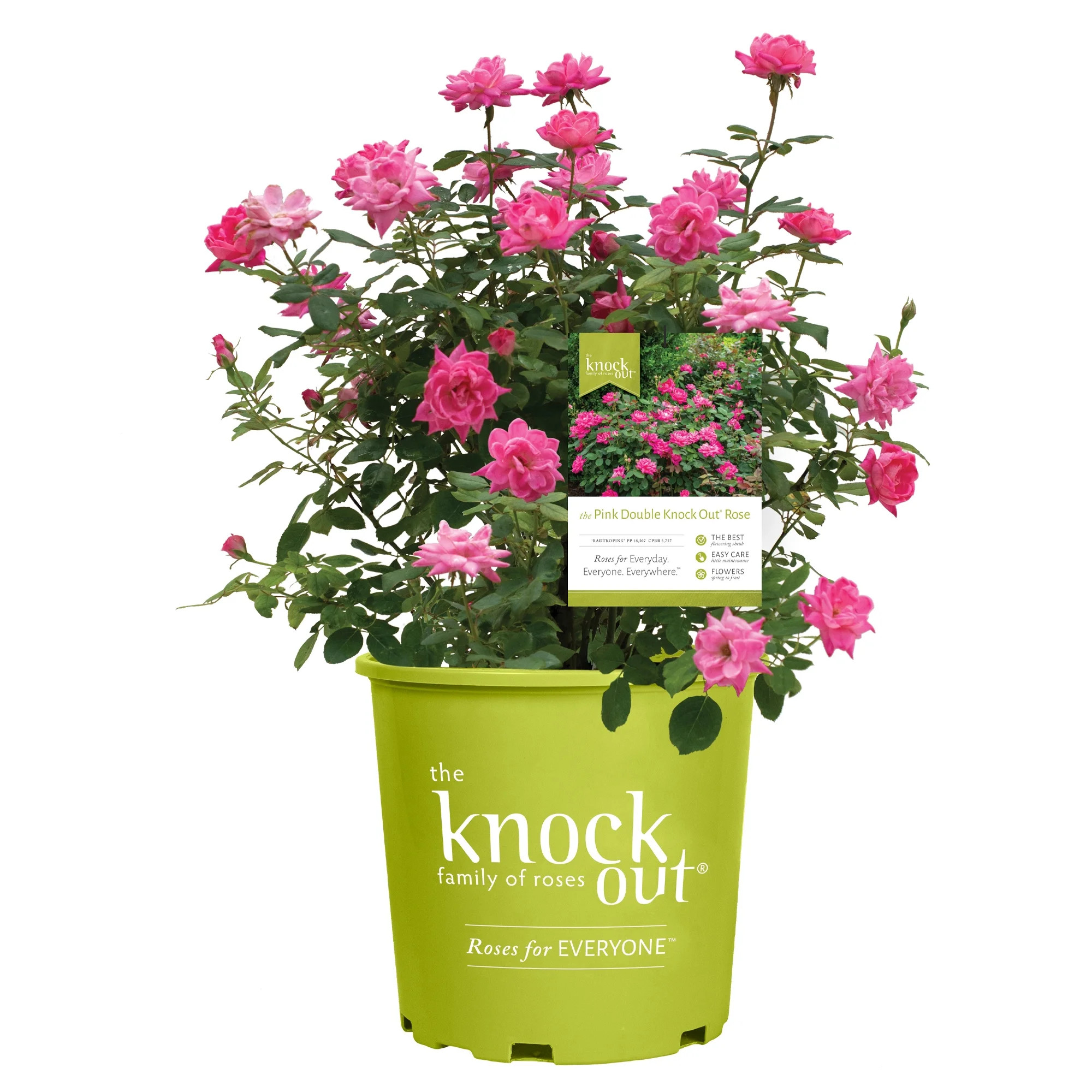 The Knock Out® Family of Roses 'The Pink Double Knock Out® Rose' Live Shrub in 1-Gallon Grower ... | Walmart (US)