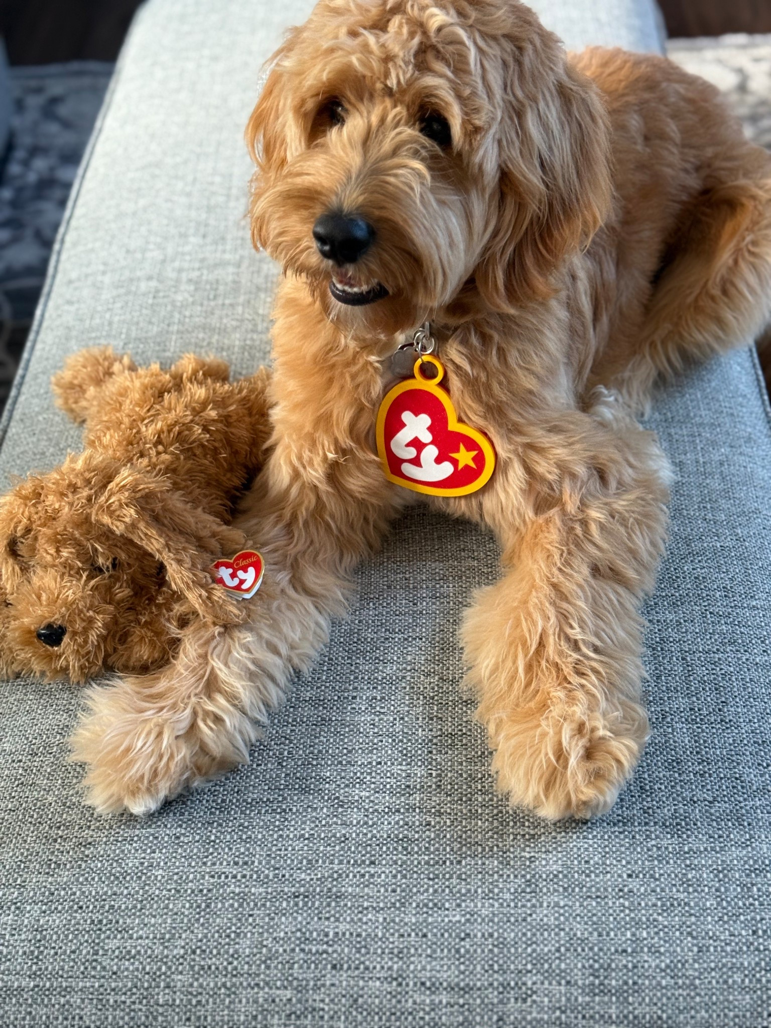 🐾 Russell’s Beanie Baby costume 

#LTKHalloween #LTKPets #LTKSeasonal