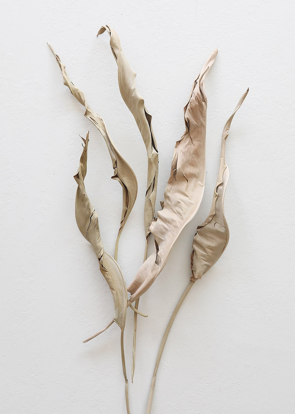 Natural Dried Bird of Paradise Leaves - 34-38" Tall | Afloral (US)