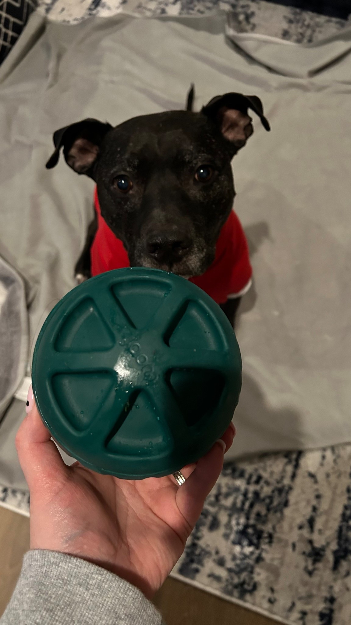 Zuma’s new obsession 🐾
The Woof Walk About is basically a treat + enrichment toy in one.

You twist it open, load it up, and let them work for it — keeps him busy, mentally stimulated, and off my ankles while I’m working 😂

If you have a high-energy pup, this is 100% worth it. This is the size small. 

#LTKmomlife #LTKdayinmylife