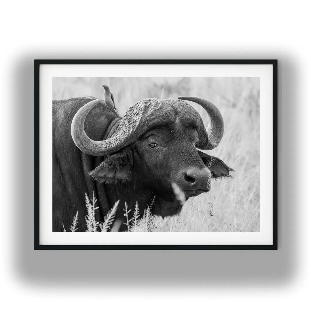 Black and White Photo Instant Digital Download Wall Art Print Buffalo Image - Etsy | Etsy (US)